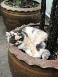 A cat sleeping in a flower pot