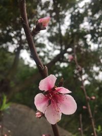 Close-up of pink flowers blooming on tree