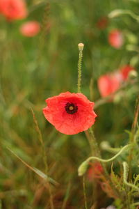 Close-up of red poppy flower