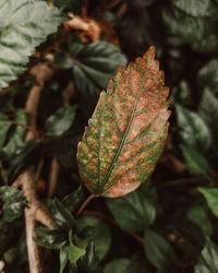 Close-up of autumnal leaves