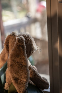 Close-up of dog at home