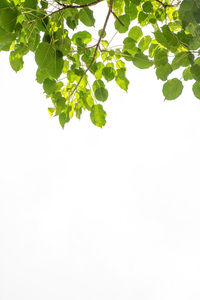 Close-up of plant against clear sky