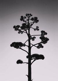 Low angle view of tree against sky