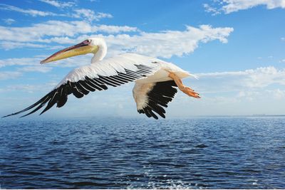 Bird flying over sea against sky