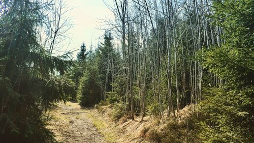 View of trees in forest