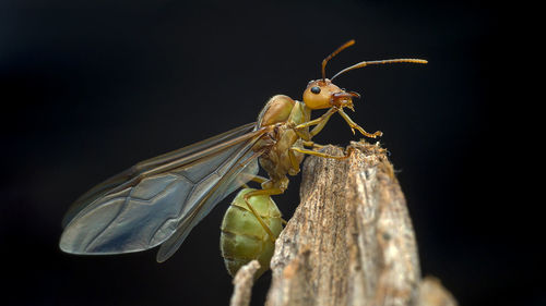 Close-up of weaver ant adult