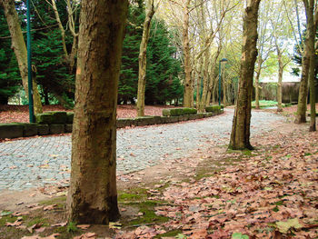 Trees in park