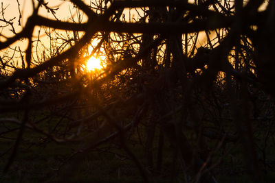 Sun shining through trees