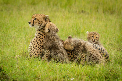 Cheetah lying in grass by three cubs