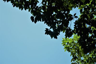 Low angle view of tree against clear blue sky