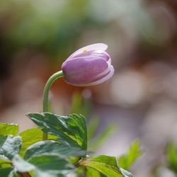 Close-up of purple flowering plant