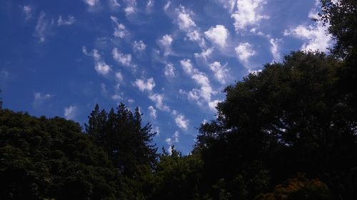 Low angle view of trees against blue sky