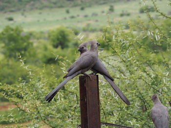 Bird perching on tree