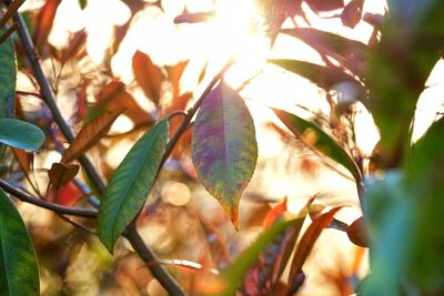 Low angle view of plants on sunny day