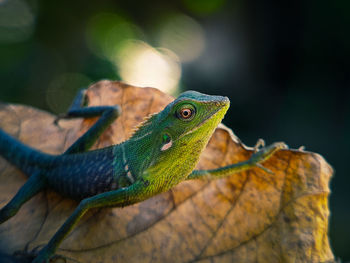 Close-up of a lizard