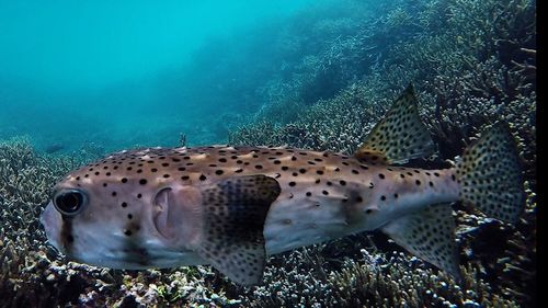 Close-up of turtle in sea