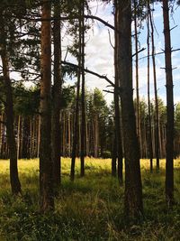 Trees in forest