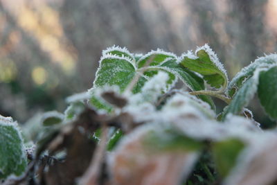 Close-up of snow covered leaves on moss