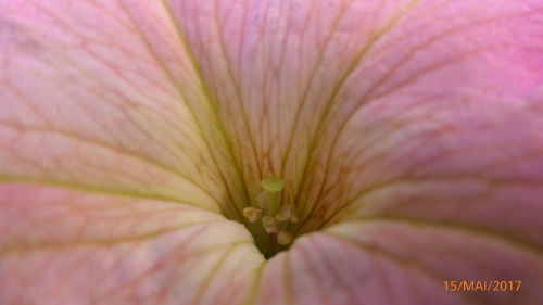 Full frame shot of pink flower