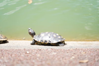 Turtle on water