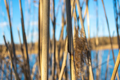 Close-up of bamboo against trees