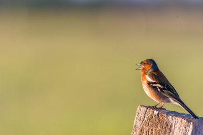 Close-up of bird perching on wood