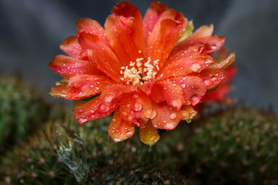 Close-up of wet red flower