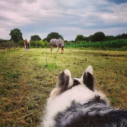 Horses in a field