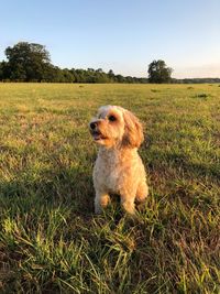 Dog looking away on field