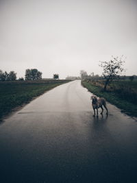 Rear view of man riding horse on road against clear sky