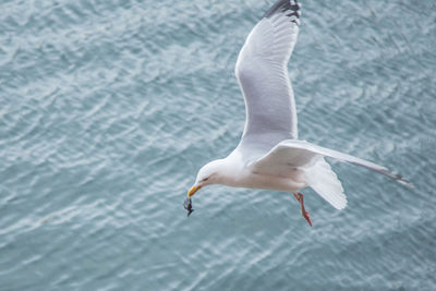 Seagull flying over sea