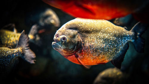 Close-up of fish in aquarium