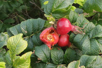 Close-up of fruits growing on plant