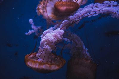 Close-up of jellyfish swimming in sea