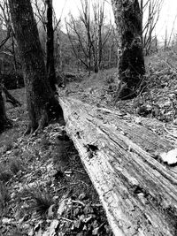 Bare trees in forest