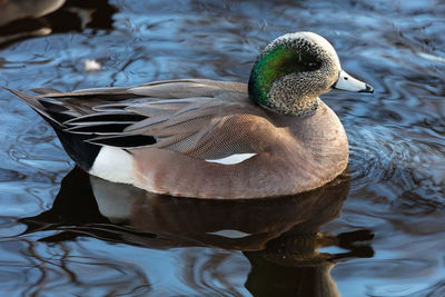 Close-up of duck swimming in lake