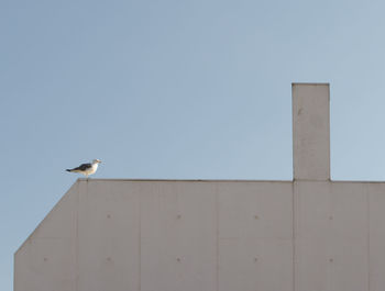 Low angle view of seagull perching on wall