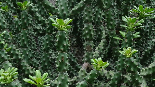 Close-up of plants growing in farm