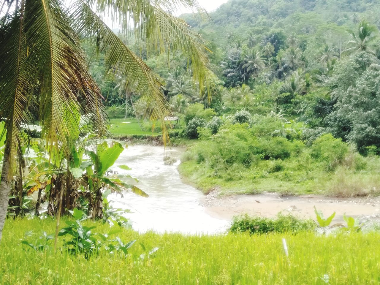 plant, tree, green, beauty in nature, vegetation, growth, water, scenics - nature, nature, tranquility, natural environment, land, tranquil scene, day, no people, jungle, environment, grass, rainforest, non-urban scene, landscape, river, forest, nature reserve, valley, tropical climate, idyllic, outdoors, lush foliage, wilderness, palm tree, foliage, mountain, field, remote, wetland
