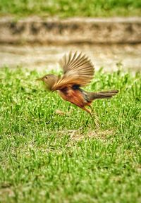 Bird flying over a field
