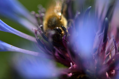 Close-up of bee on purple flower