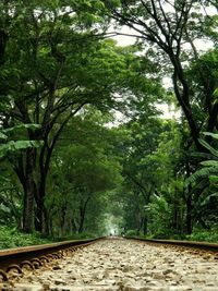 Walkway amidst trees in forest