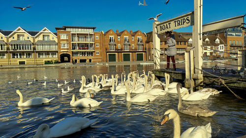 View of birds in water