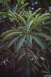 Close-up of fresh green plant