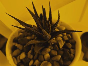 Close-up of succulent plant