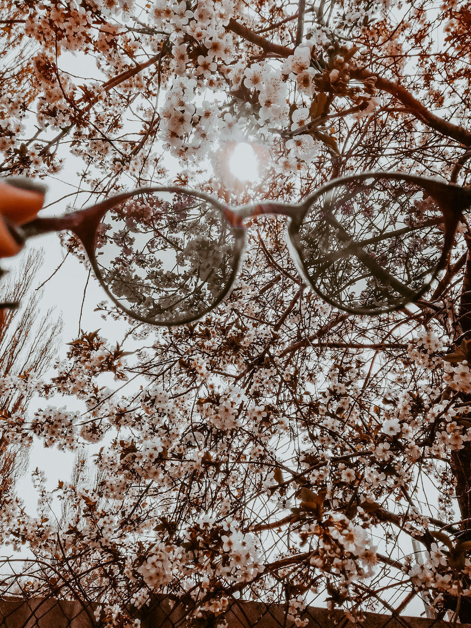 tree, branch, plant, leaf, one person, spring, winter, nature, low angle view, flower, day, hand, autumn, outdoors, sky, sunlight, growth, lifestyles, holding, beauty in nature, leisure activity, blossom, cherry blossom, snow, adult, women