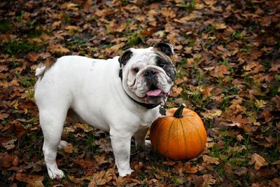 Portrait of dog standing by pumpkin during autumn