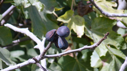 Close-up of lizard on tree