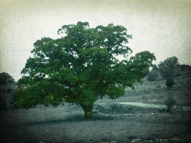 tree, growth, nature, tranquility, tranquil scene, fog, day, beauty in nature, weather, outdoors, green color, no people, sky, wall - building feature, road, plant, scenics, branch, growing