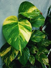 High angle view of fresh green leaves